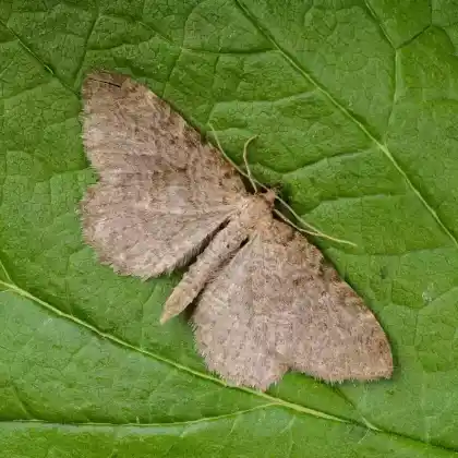 Foto von Kleiner Kreuzdornspanner (Philereme vetulata)