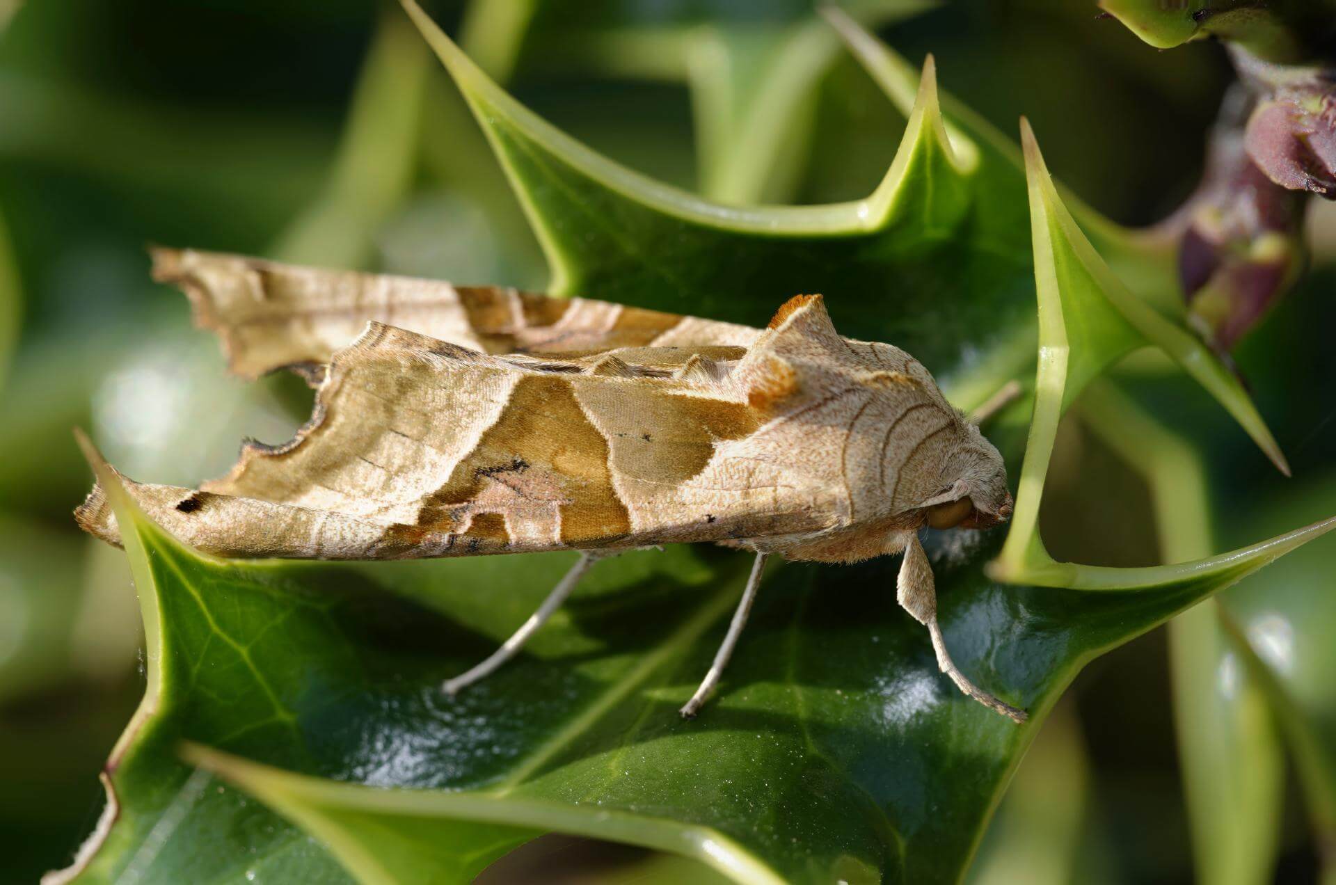 Achateule (Phlogophora meticulosa)