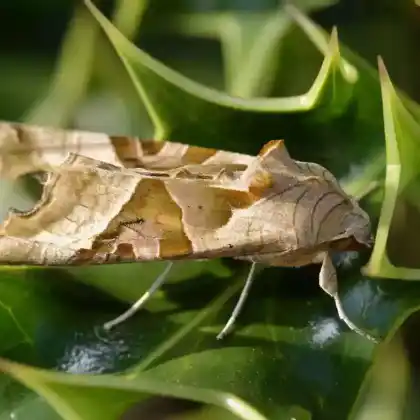 Foto von Achateule (Phlogophora meticulosa)