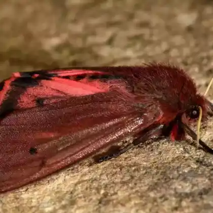 Foto von Zimtbär (Phragmatobia fuliginosa)
