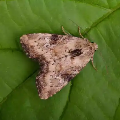Foto von Buchenwald-Graseule (Apamea scolopacina)