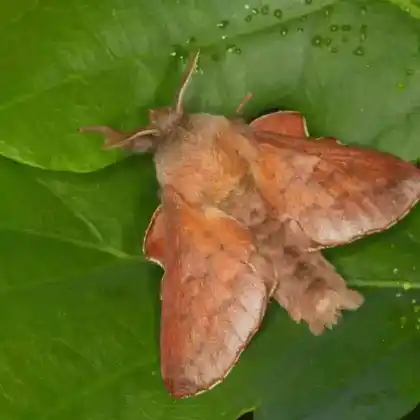 Foto von Eichenglucke (Phyllodesma tremulifolia)