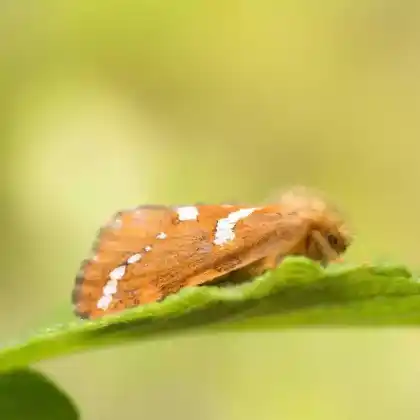 Foto von Heidekraut-Wurzelbohrer (Phymatopus hecta)