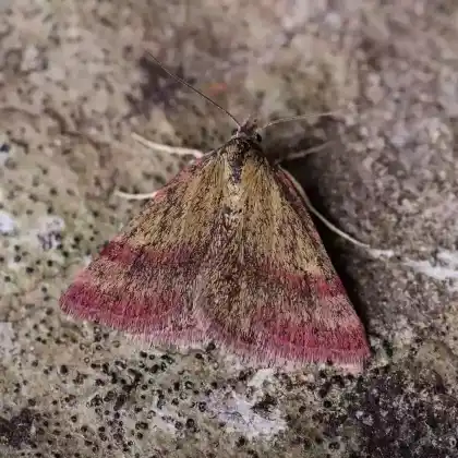 Foto von Kreuzblumen-Bunteulchen (Phytometra viridaria)