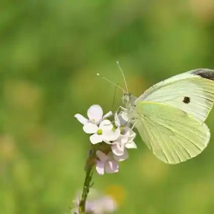 Foto von Großer Kohlweißling (Pieris brassicae)