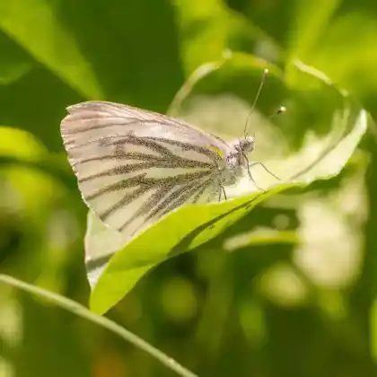 Foto von Bergweißling (Pieris bryoniae)