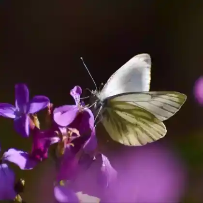 Foto von Raps-Weißling (Pieris napi)