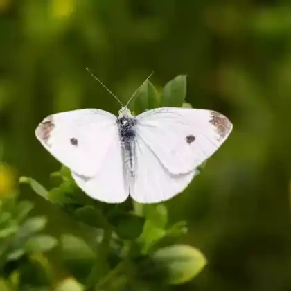 Foto von Kleiner Kohlweißling (Pieris rapae)