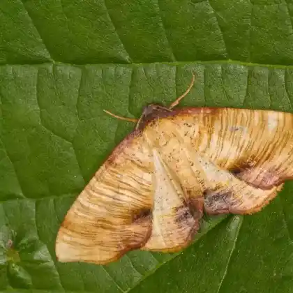 Foto von Hobelspanner (Plagodis dolabraria)