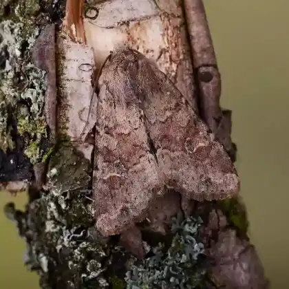 Foto von Schuttflur-Graseule (Apamea sordens)