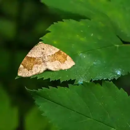 Foto von Heckenkirschenspanner (Plagodis pulveraria)