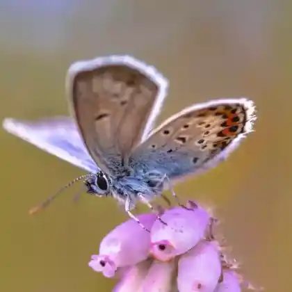 Foto von Kleiner Silberfleck-Bläuling (Plebeius argus)
