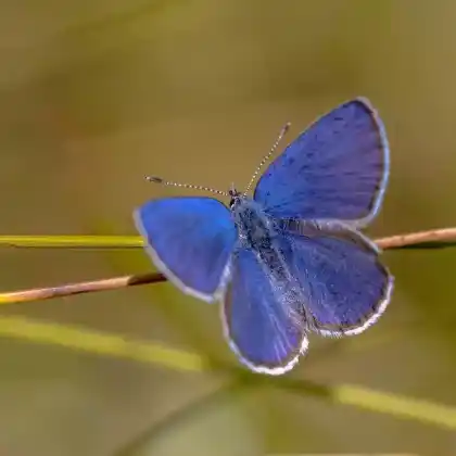 Foto von Hochmoor-Bläuling (Plebeius optilete)