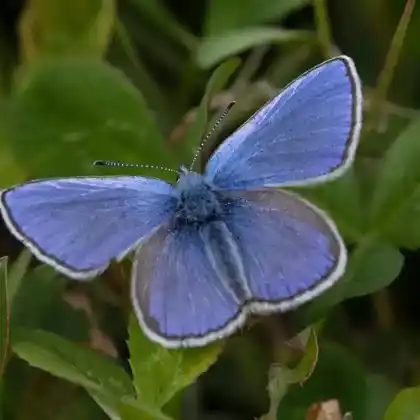 Foto von Heller Alpenbläuling (Plebeius orbitulus)