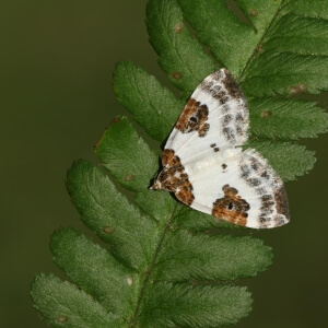 Milchweißer Bindenspanner