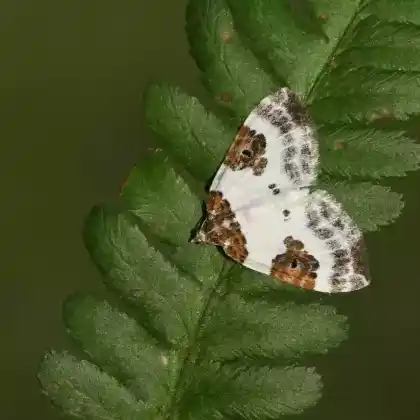 Foto von Milchweißer Bindenspanner (Plemyria rubiginata)