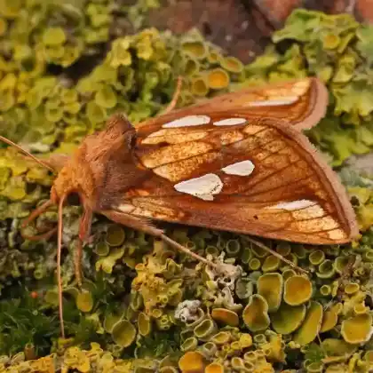 Foto von Röhricht-Goldeule (Plusia festucae)