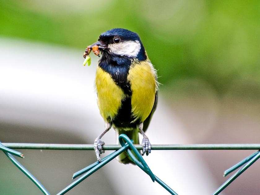 Kohlmeise mit Futter Kohlmeise mit Futter